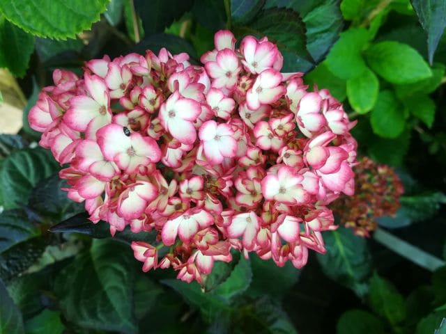 Hortensias du Haut Bois Sabrina hortensia boule jardin