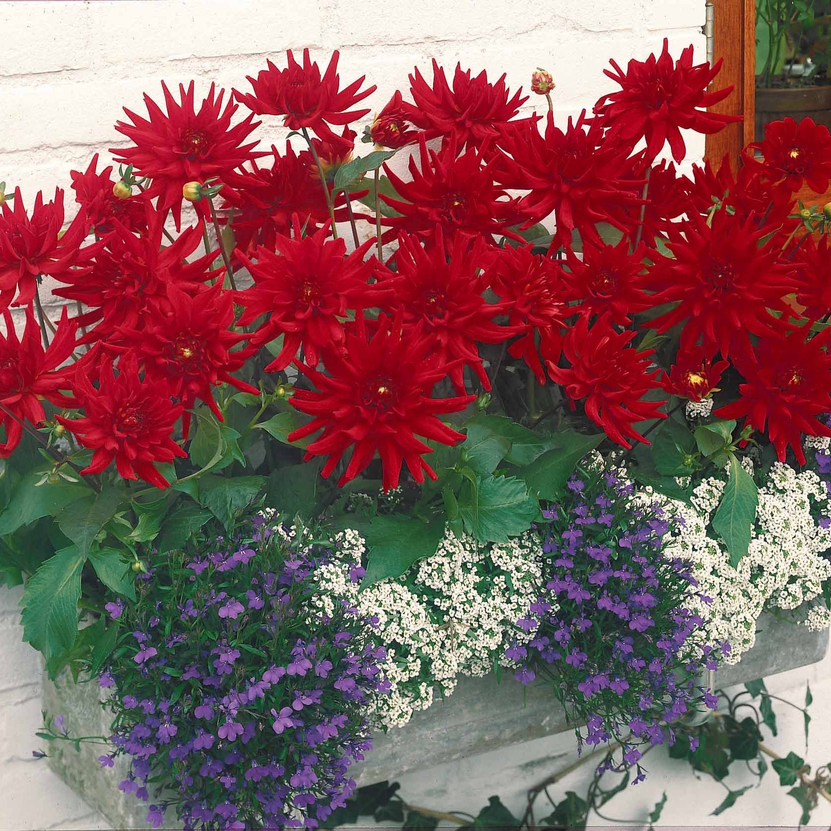 Bakker Red Pigmy dahlia cactus nain rouge 3 bulbes