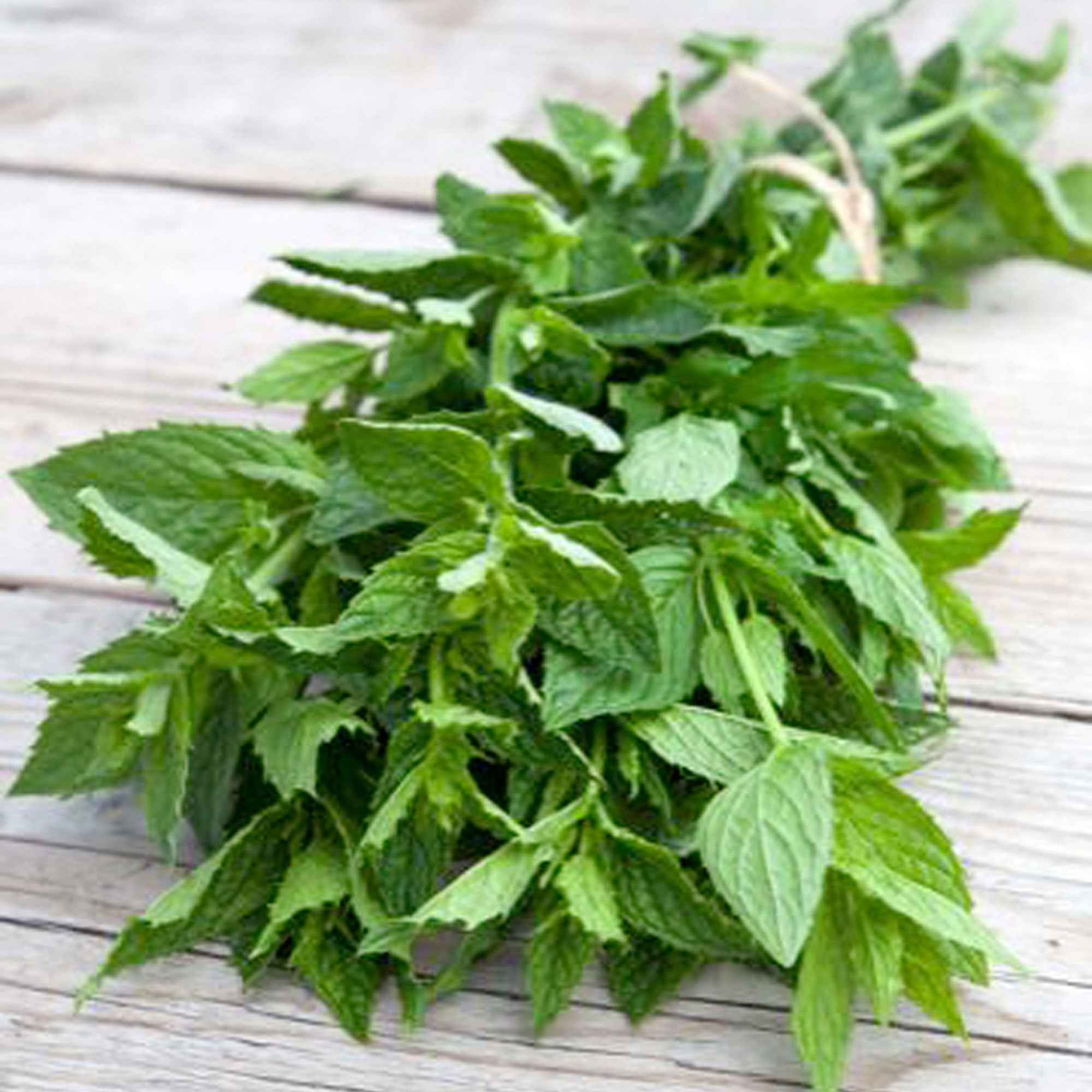 Bakker Menthe Crépue graines sachet 250 douce