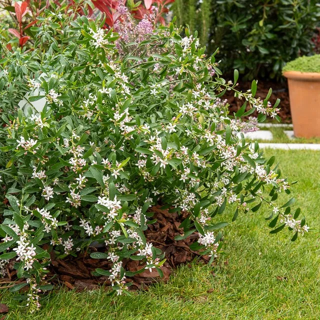 Bakker Fleur de cire longues feuilles arbuste pot 2L 30cm