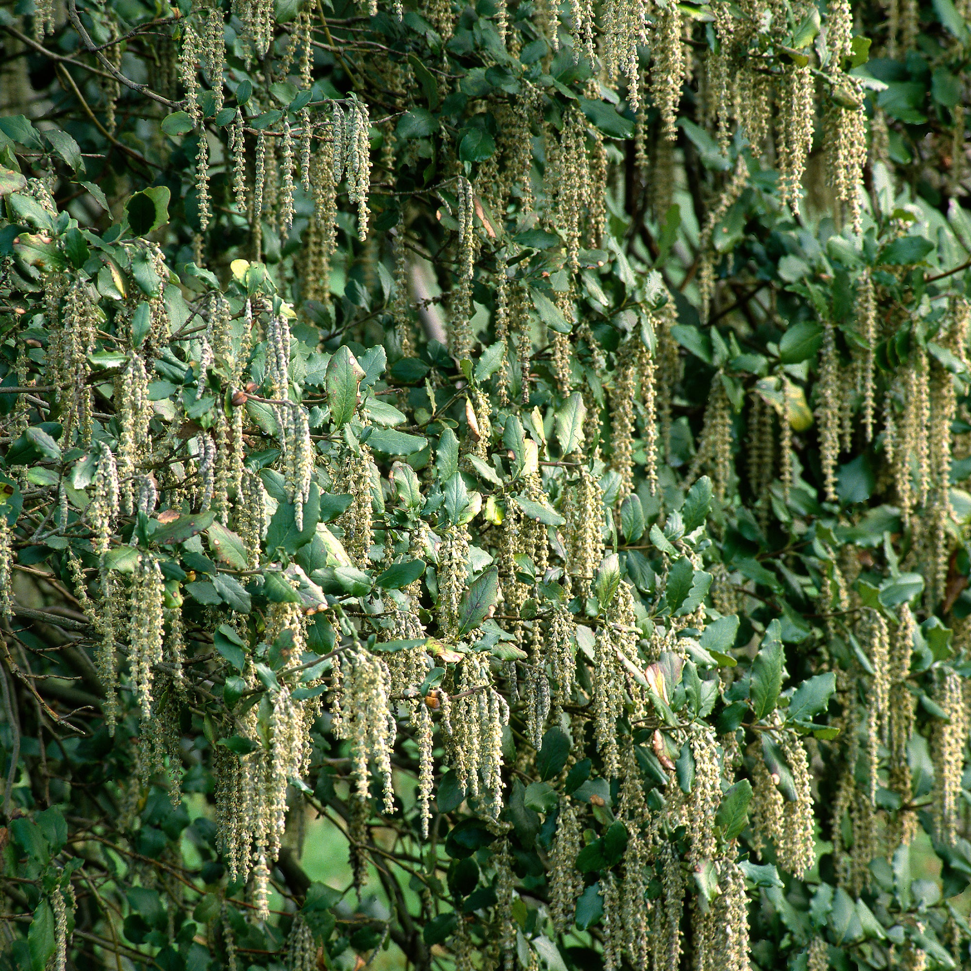 Bakker Garrya elliptica arbuste pot 2L 25-30cm floraison hiver