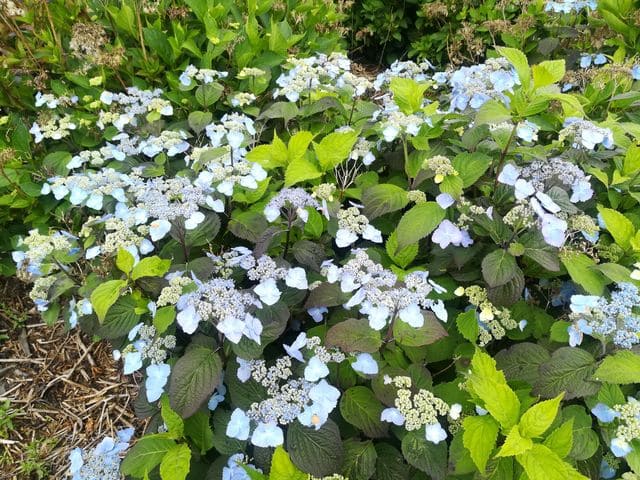 Les Hortensias du Haut Bois Yesoensis hortensia serrata