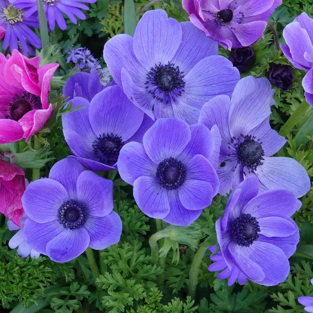 Bakker Anémone coronaria bleue sachet 20 bulbes 5-6cm