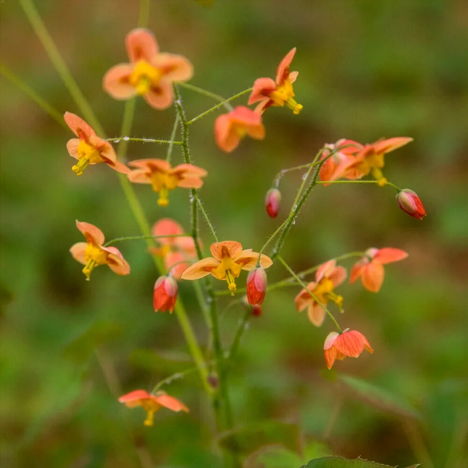 Bakker Epimedium Orangekonigin fleur des elfes pot couvre-sol ombre
