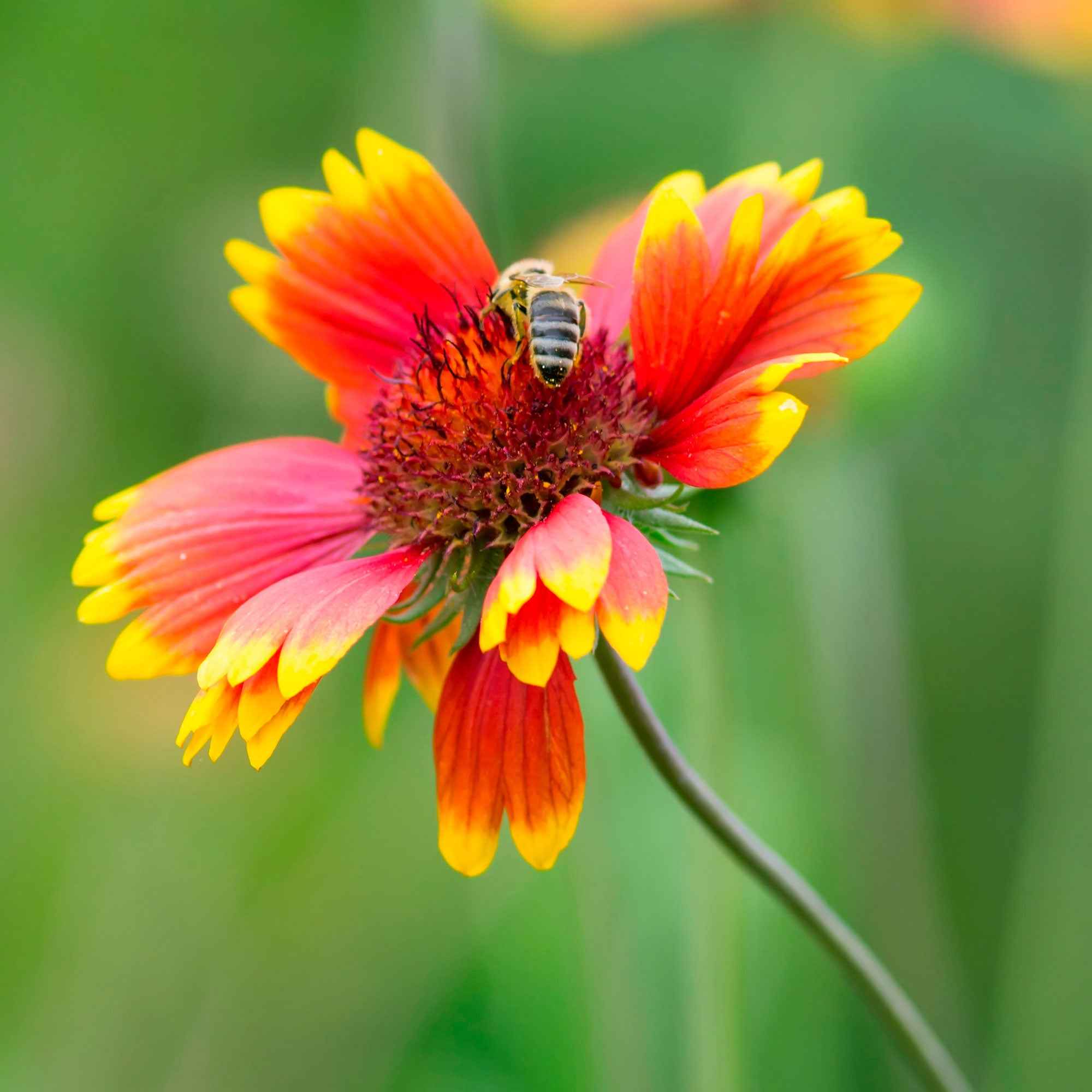Bakker Gaillarde Kobold plante vivace 2 pots Ø9cm rouge et or