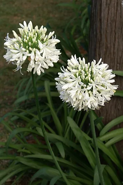 Passion Vivaces Agapanthus Polar Ice agapanthe blanche pot 1L