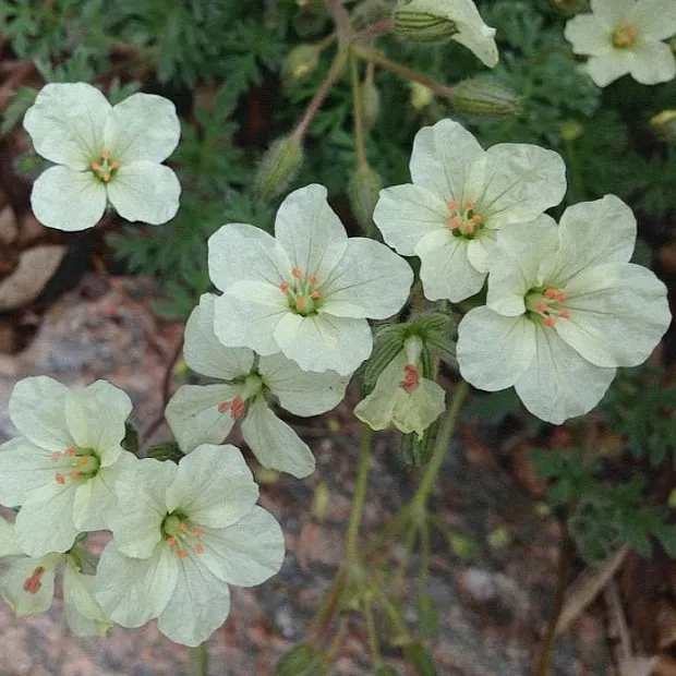 Passion Vivaces Erodium chrysanthum plante vivace pot 1L jaune
