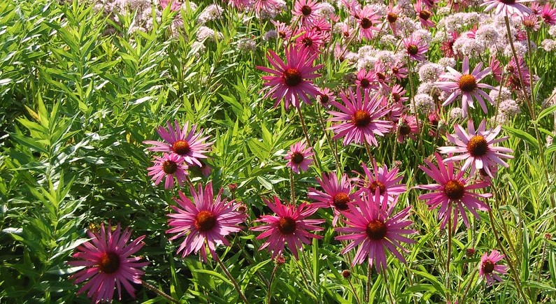 Passion Vivaces ECHINACEA Rocky Top échinacée rose pot 1L