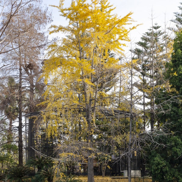 Bakker Ginkgo biloba arbre pot 3L 80-100cm jaune
