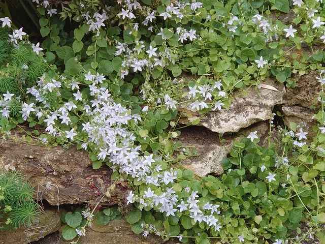 Passion Vivaces Campanula E.H. Frost plante godet fleur blanche