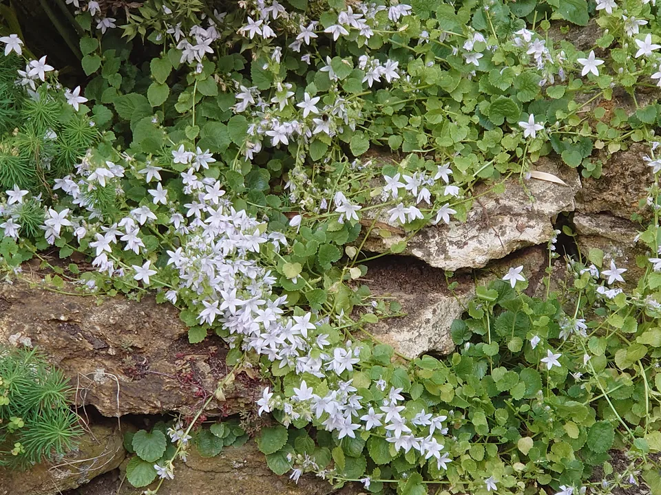 Passion Vivaces Campanula E.H. Frost plante godet fleur blanche