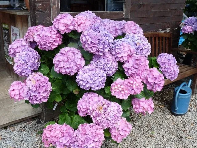 Les Hortensias du Haut Bois Chambellan hortensia macrophylla rose