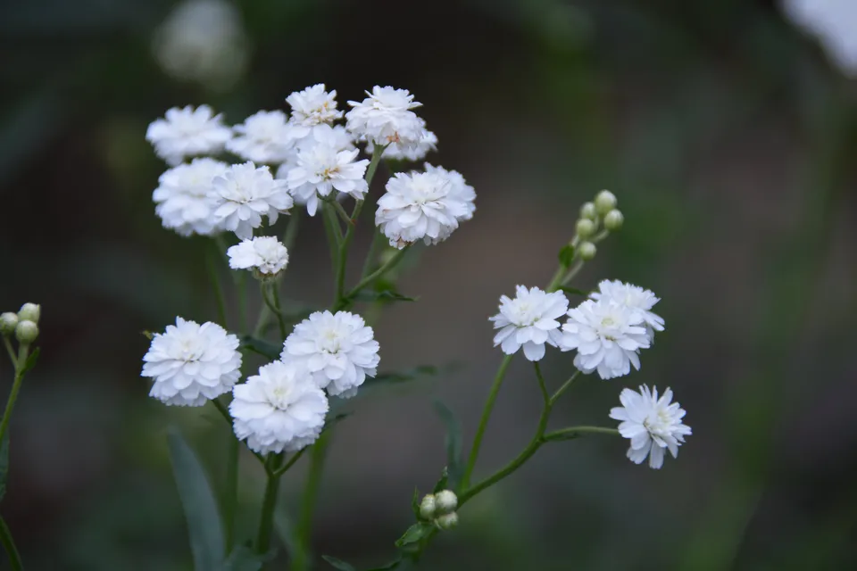 Passion Vivaces Achillea ptarmica Perry's White plante vivace blanche