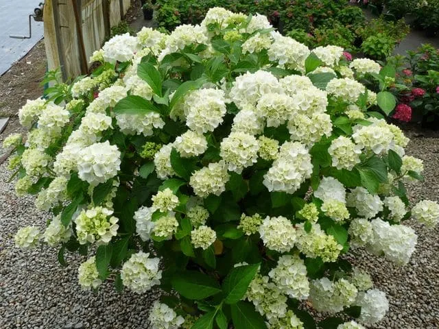 Les Hortensias du Haut Bois Mouillère hortensia macrophylla rondes