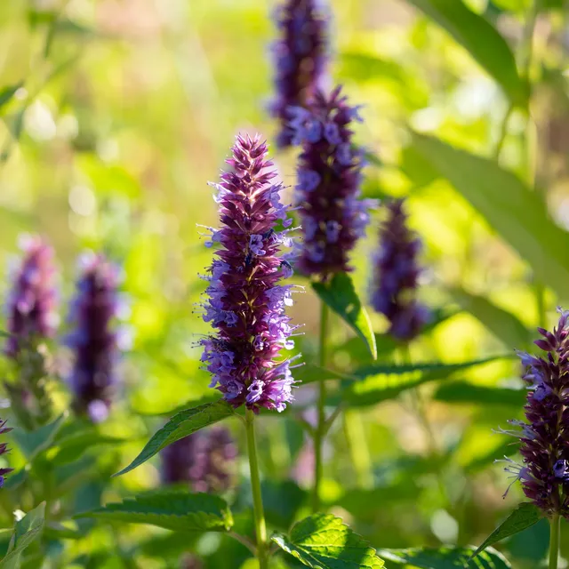 Bakker Agastache Beelicious Purple vivace violet pot 9cm