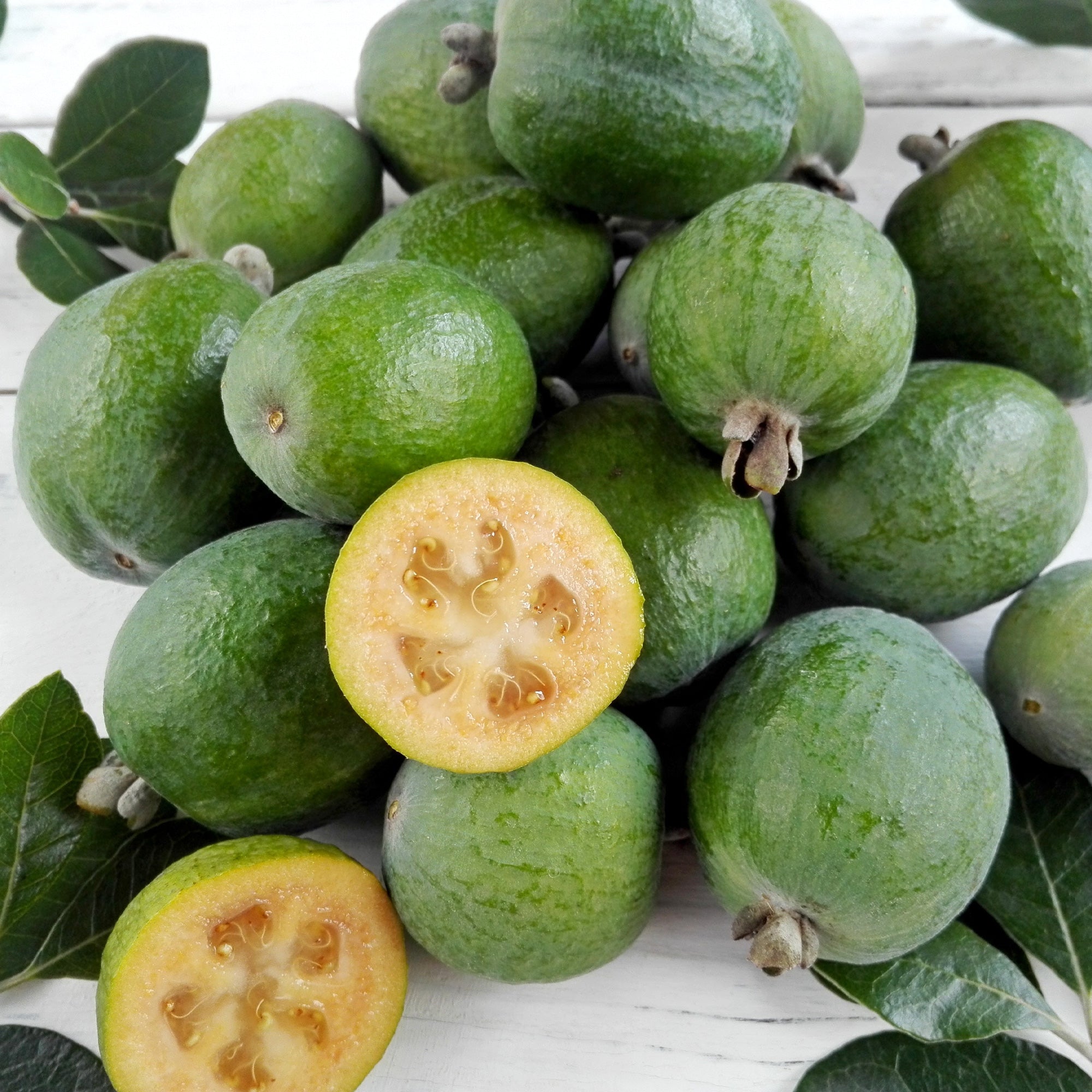 Bakker Goyavier du Brésil Feijoa fruitier godet Ø 9 cm