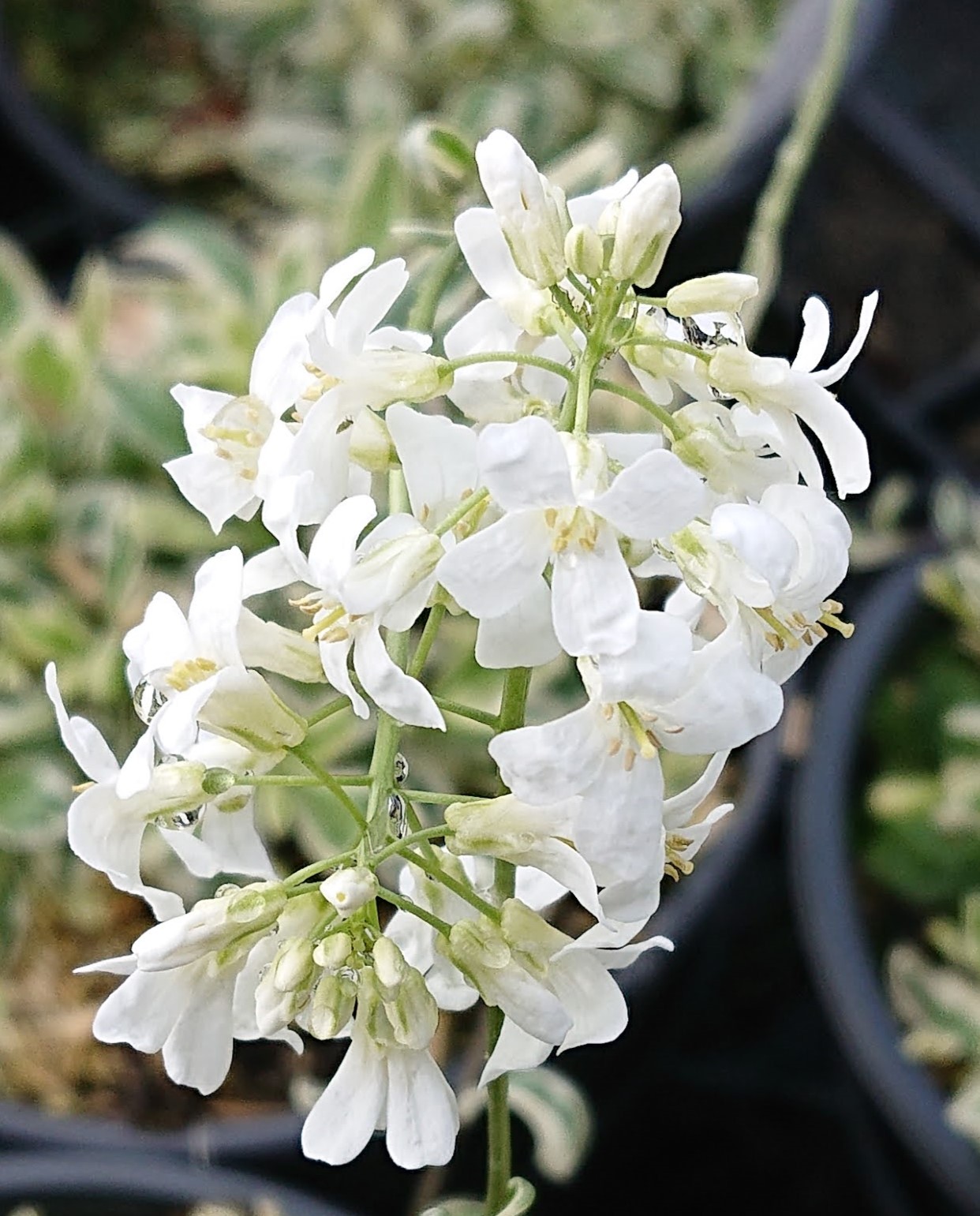Passion Vivaces Arabis procurens Variegata plante vivace godet blanc