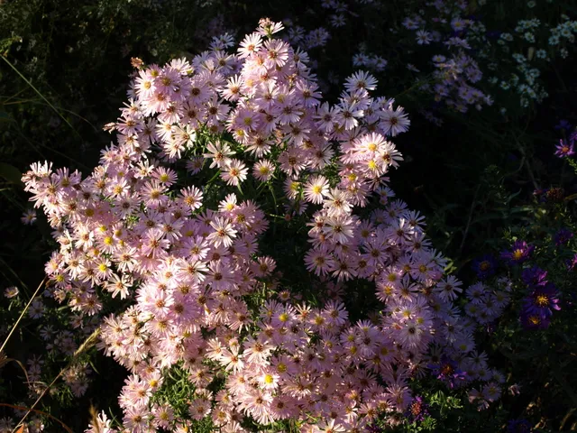 Passion Vivaces Aster Ochtengloren fleur rose godet 5 €