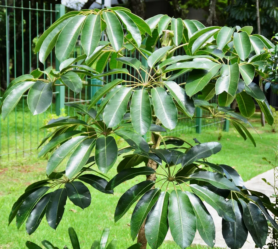Pépinières Ripoche Schefflera taiwaniana plante exotique pot ombre