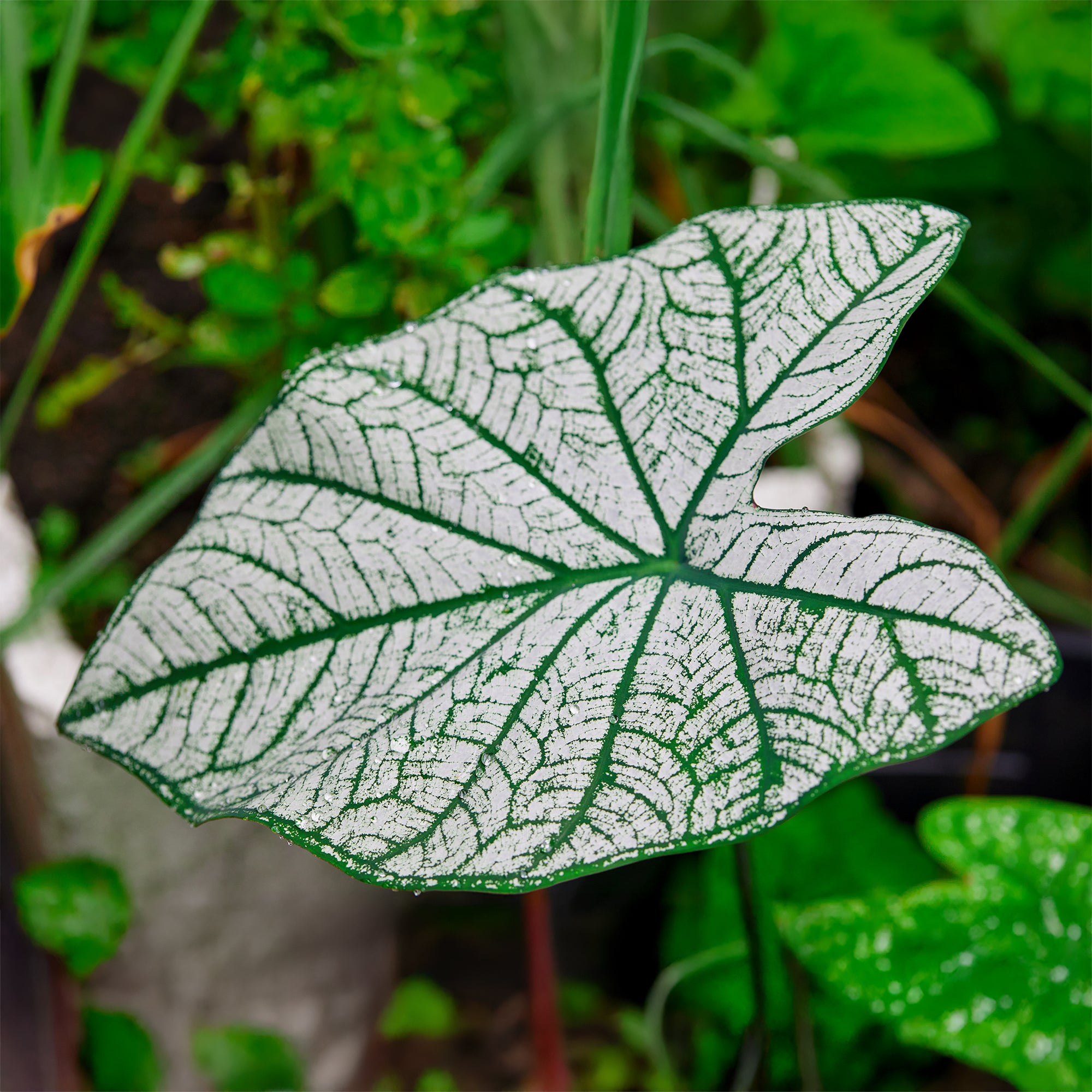Bakker Caladium White Christmas plante d'intérieur sachet 1 bulbe blanc