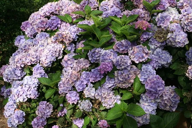 Les Hortensias du Haut Bois Eldorado hortensia fleurs rondes