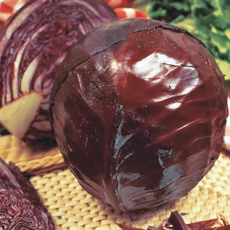 Bakker Chou rouge Tête noire 3 graine sachet 2g automne