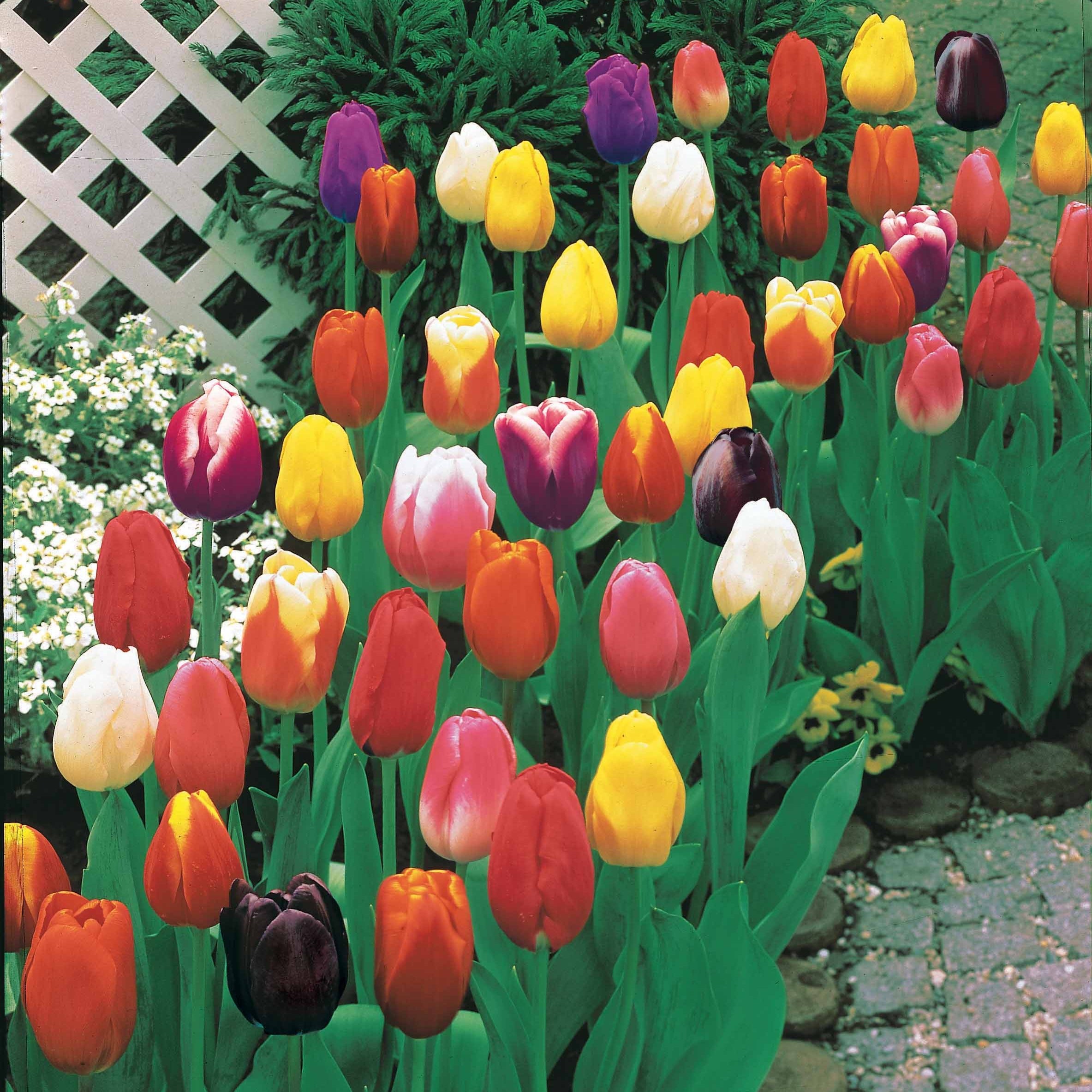 Bakker Tulipes longues tiges mélange bulbes sachet 50 bouquet