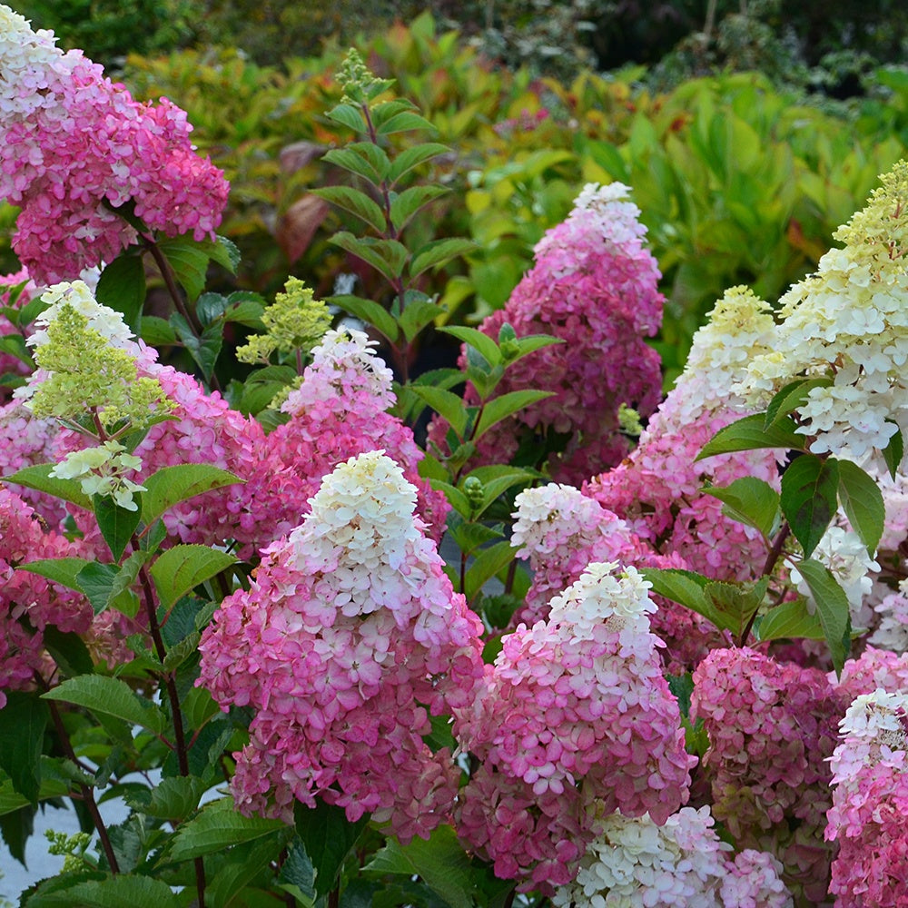 Bakker Fraise Melba Renba hortensia pot 1,3L 20-25cm