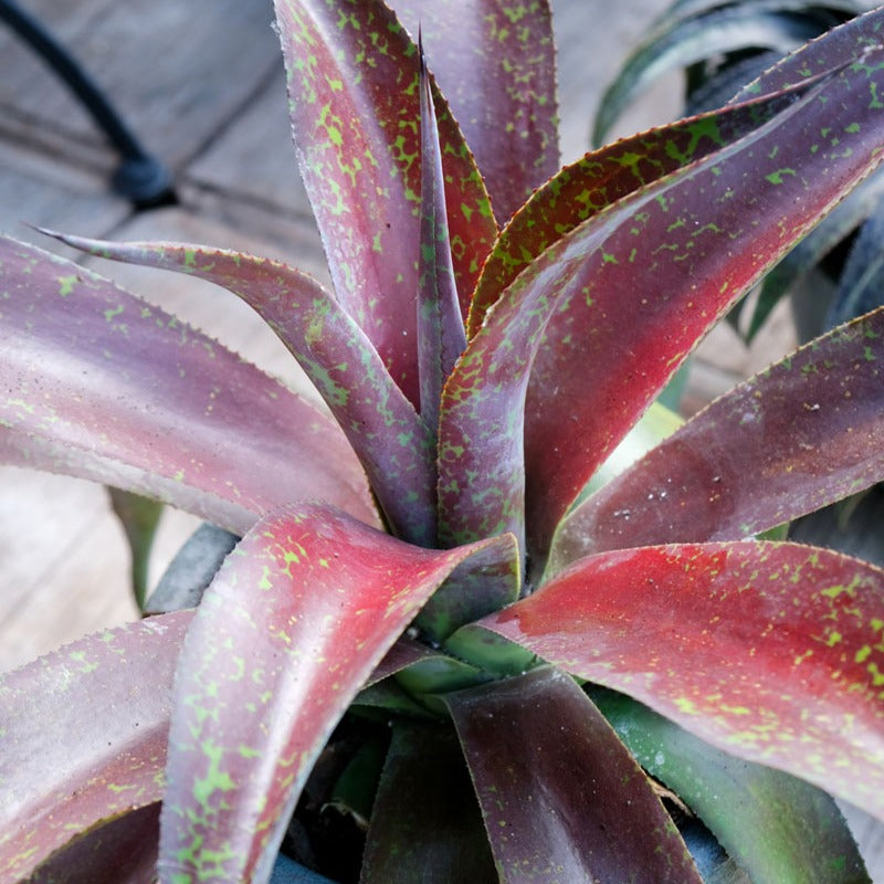 Bakker Mission to Mars mangave pot 1L rosette rouge