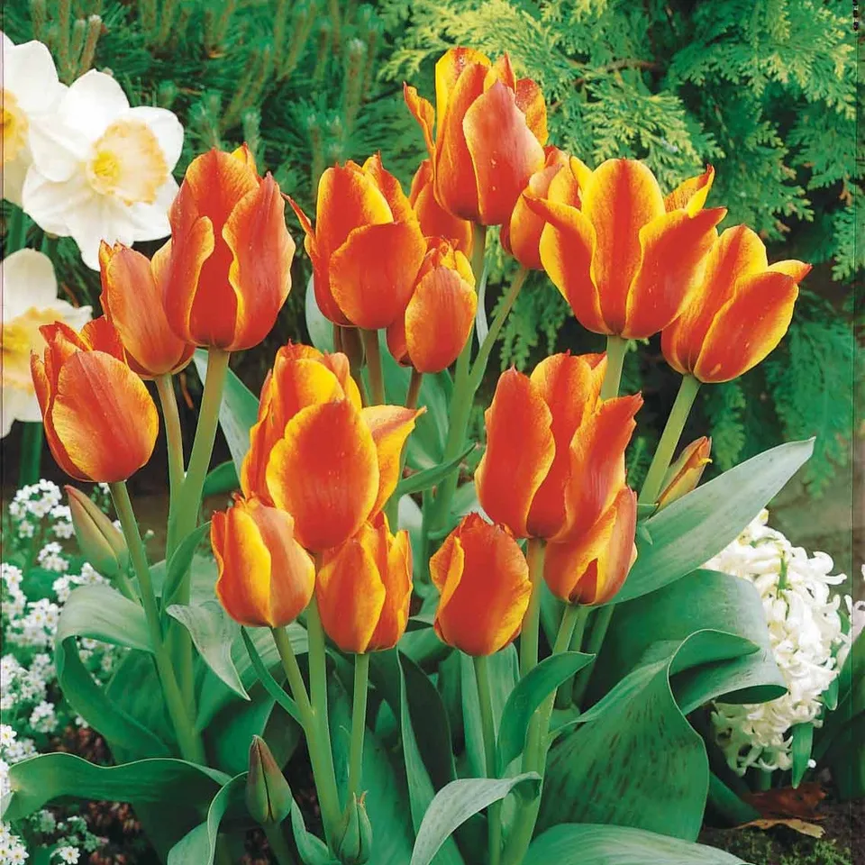 Bakker Winnipeg tulipe botanique sachet 10 bulbes rouge