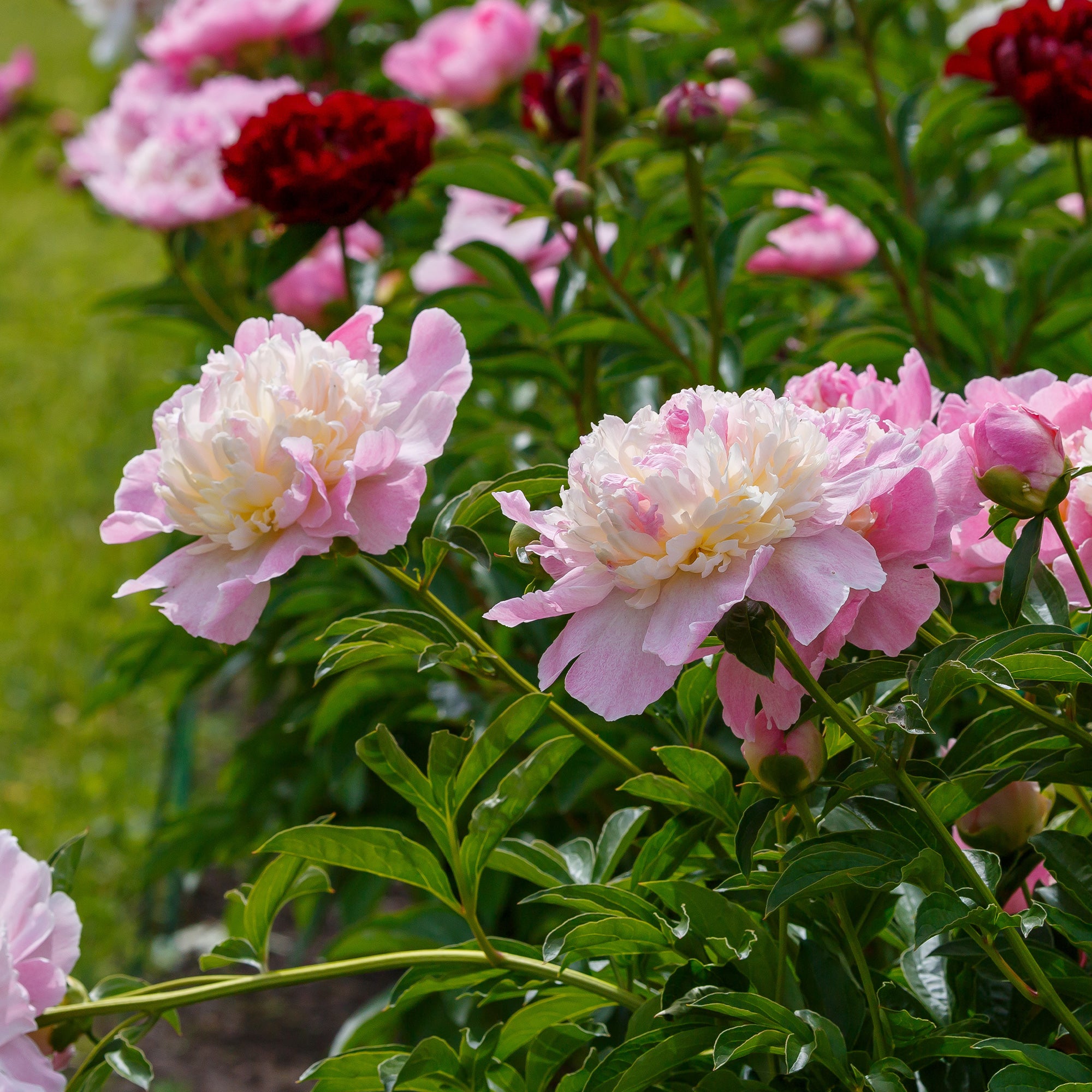 Bakker Vivaces Pivoine Raspberry Sundae racine nue fleur rose
