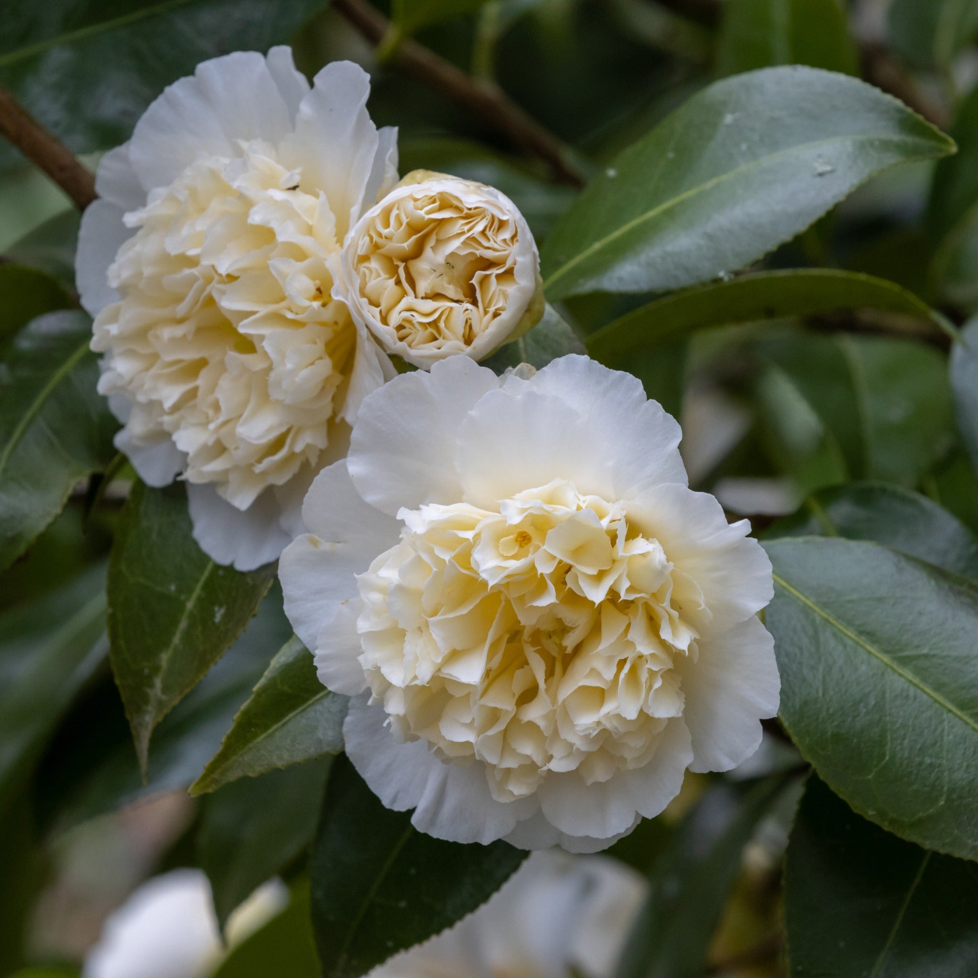 Bakker camélia Japon blanc double pot 2L