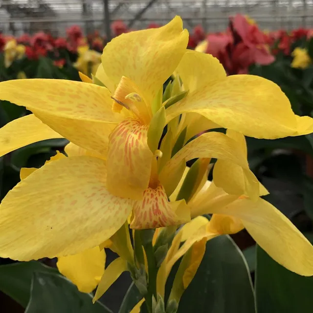 Bakker Bulbes Canna nain Electric Lemonade bulbe pot 11cm jaune