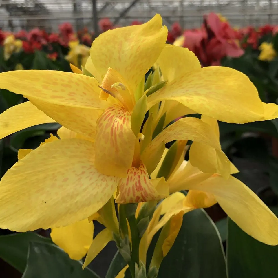 Bakker Bulbes Canna nain Electric Lemonade bulbe pot 11cm jaune