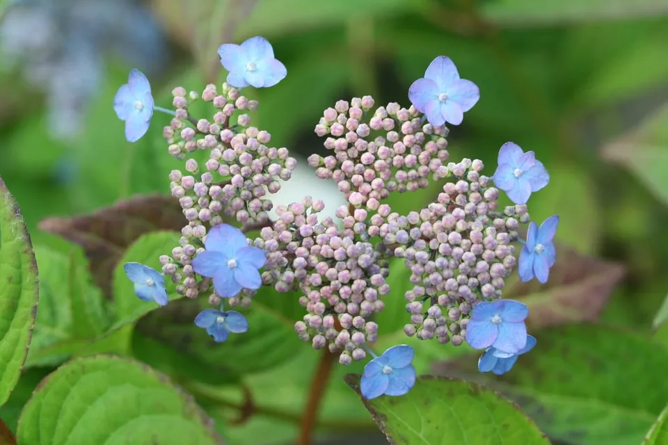 Les Hortensias du Haut Bois Koreana hortensia serrata godet