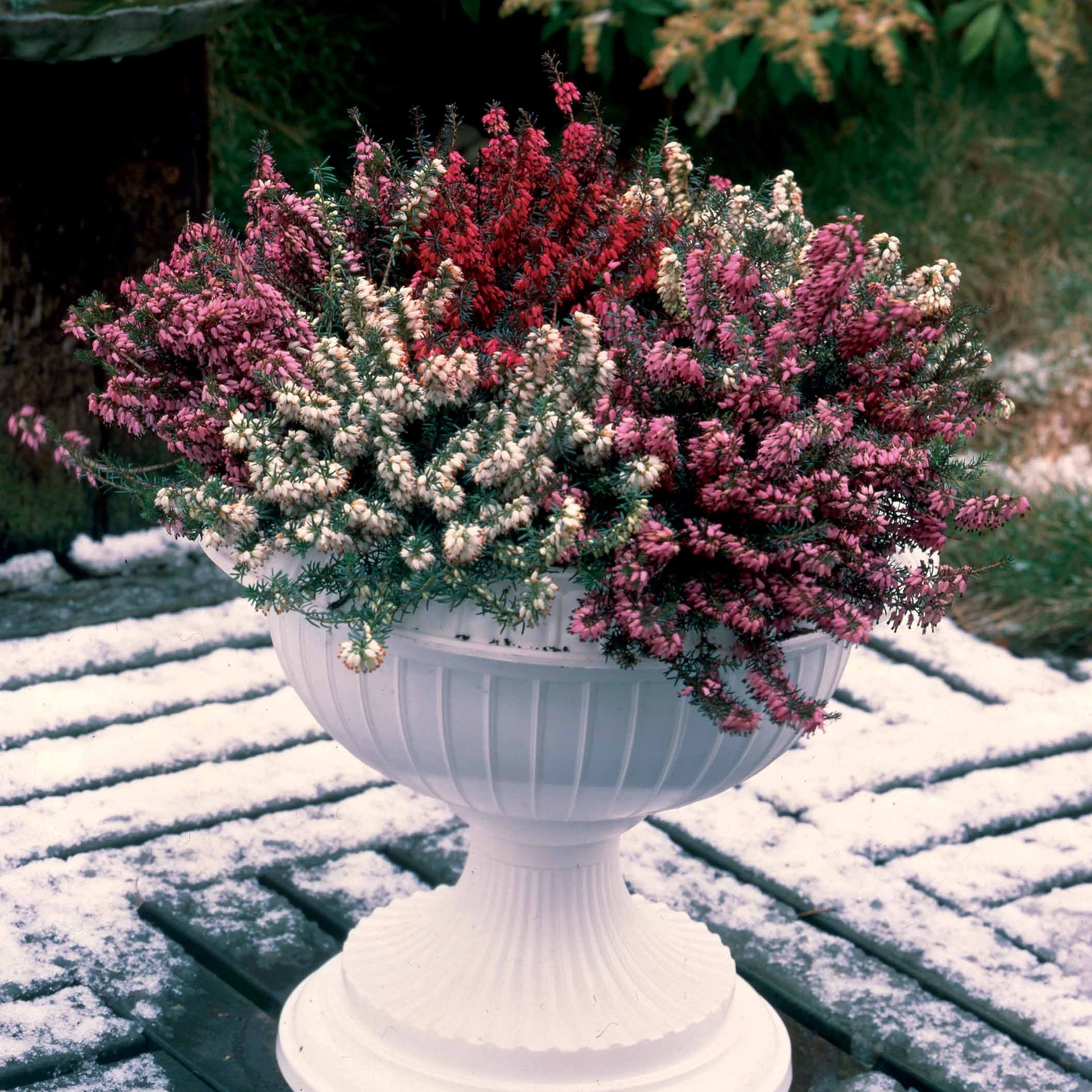 Bakker Vivaces 6 Bruyères d'hiver mélange 9cm