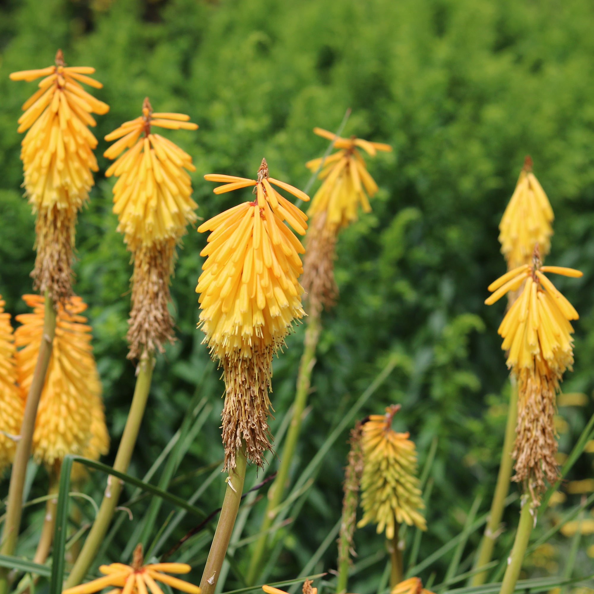 Bakker Tritoma Mango Popsicle Kniphofia fleur pot Ø9cm orange