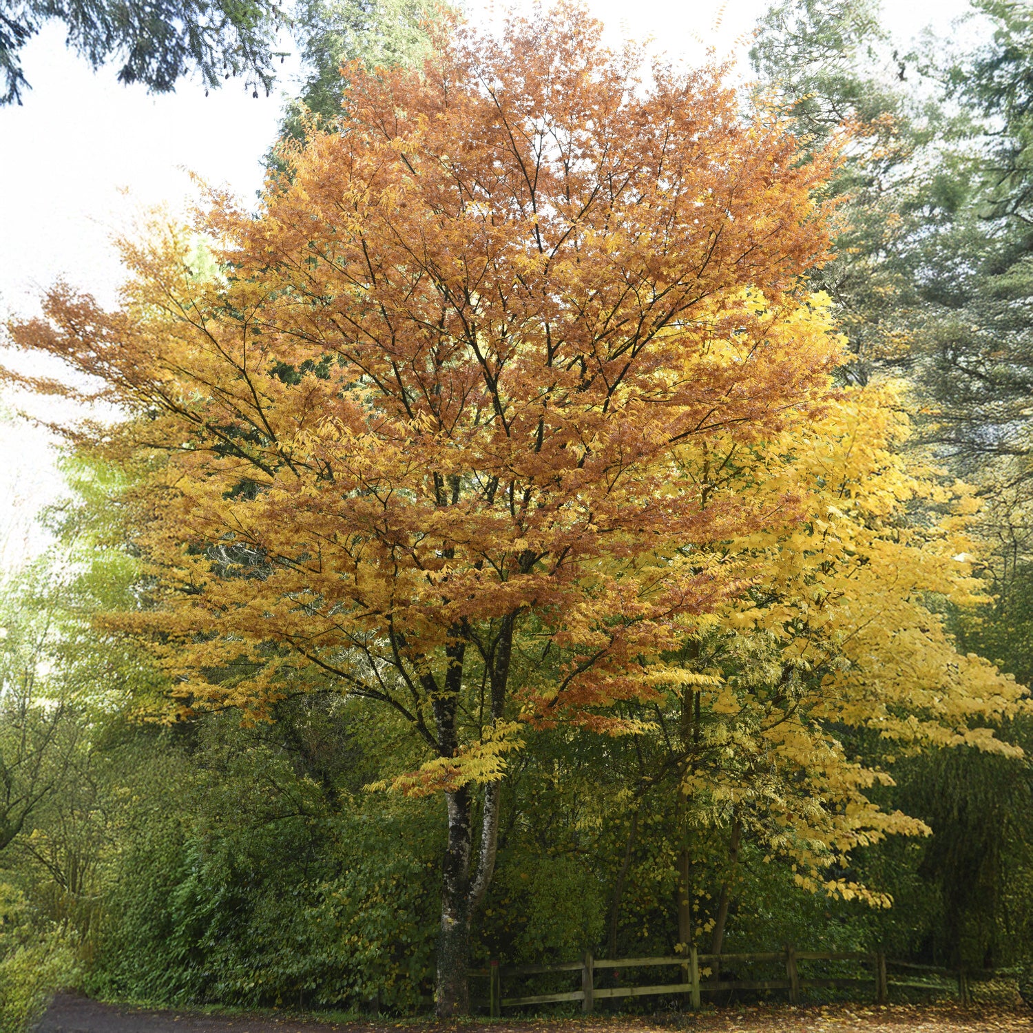 Bakker Arbustes Orme de Sibérie Zelkova serrata pot 2L 100-125cm