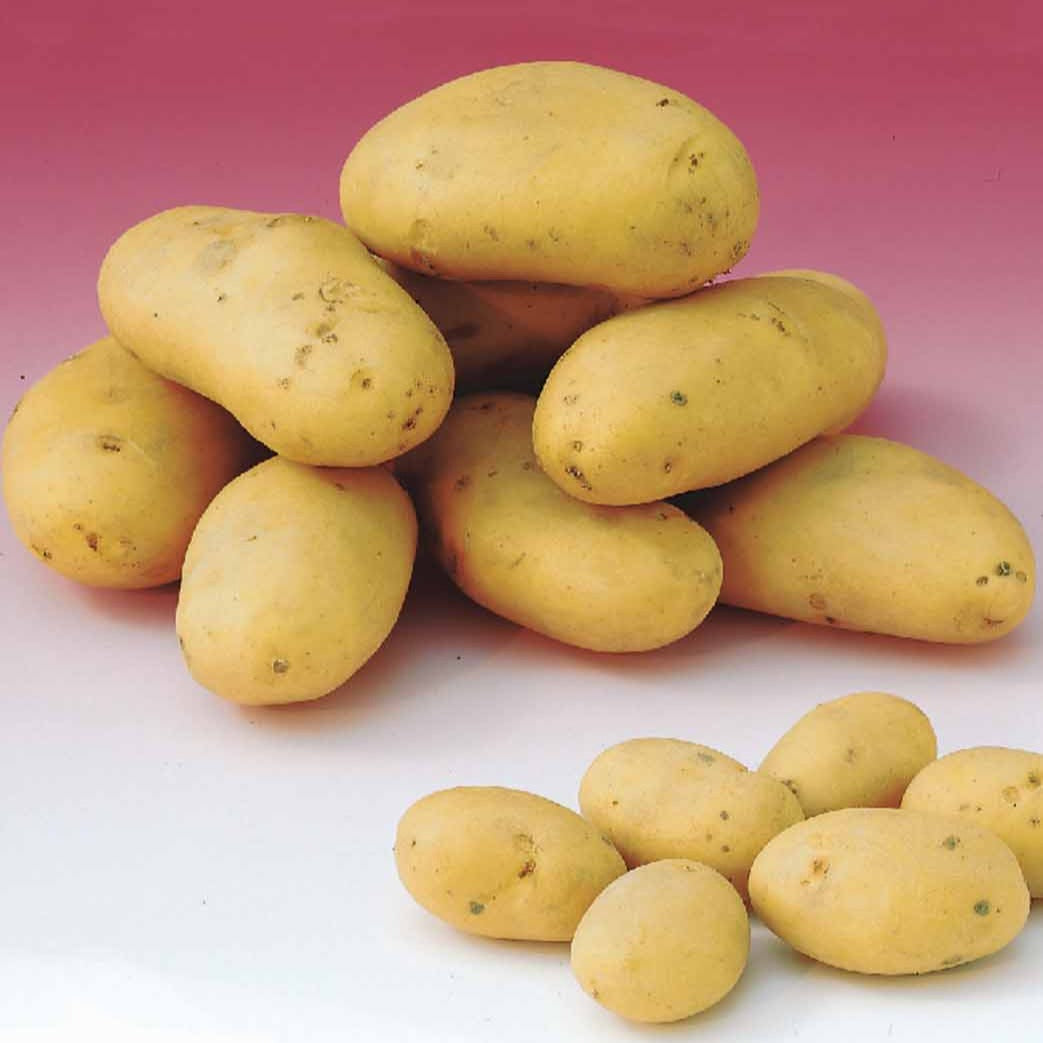 Bakker Pommes de terre 80 plants 3 variétés récolte