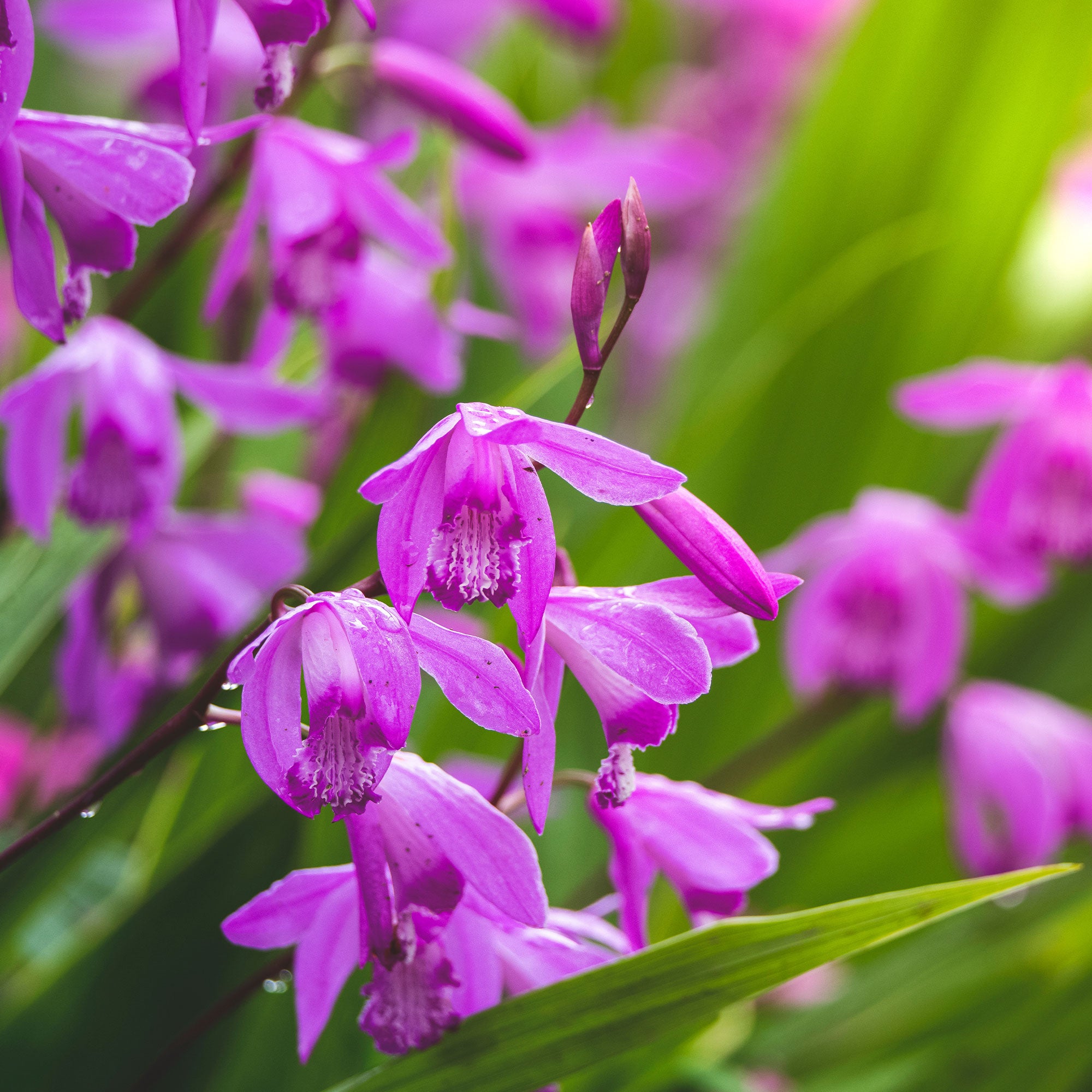 Bakker Orchidée Jacinthe rose pot Ø9cm Bletilla striata