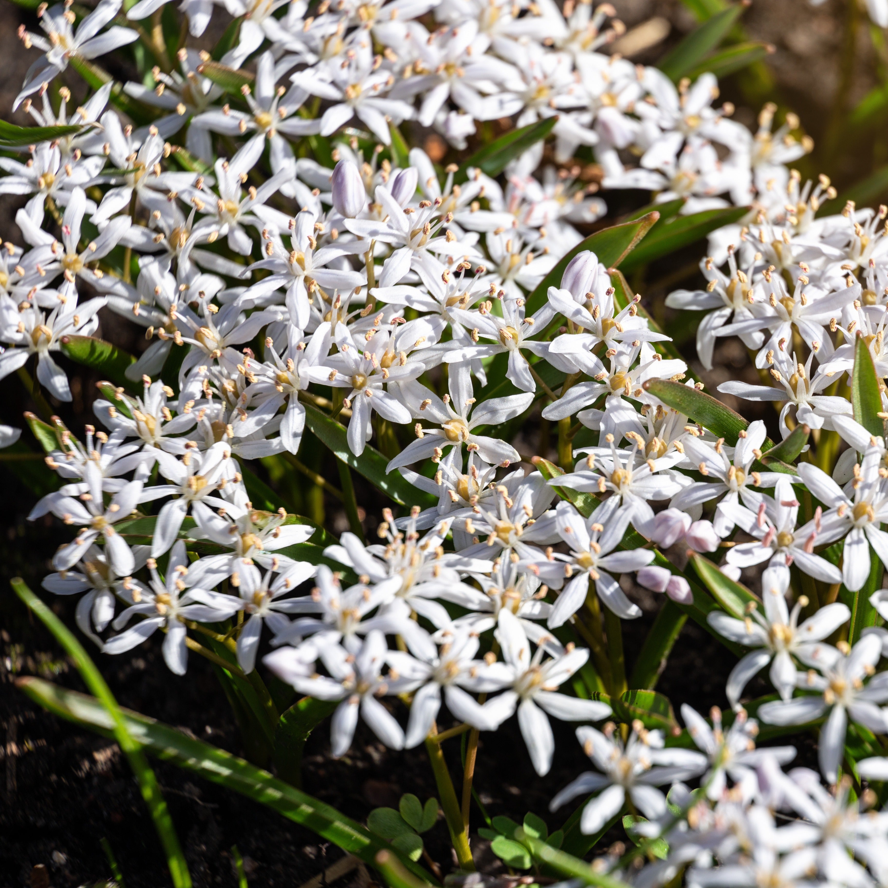 Bakker Scille bifolia bulbes x10 blanc fév-avril