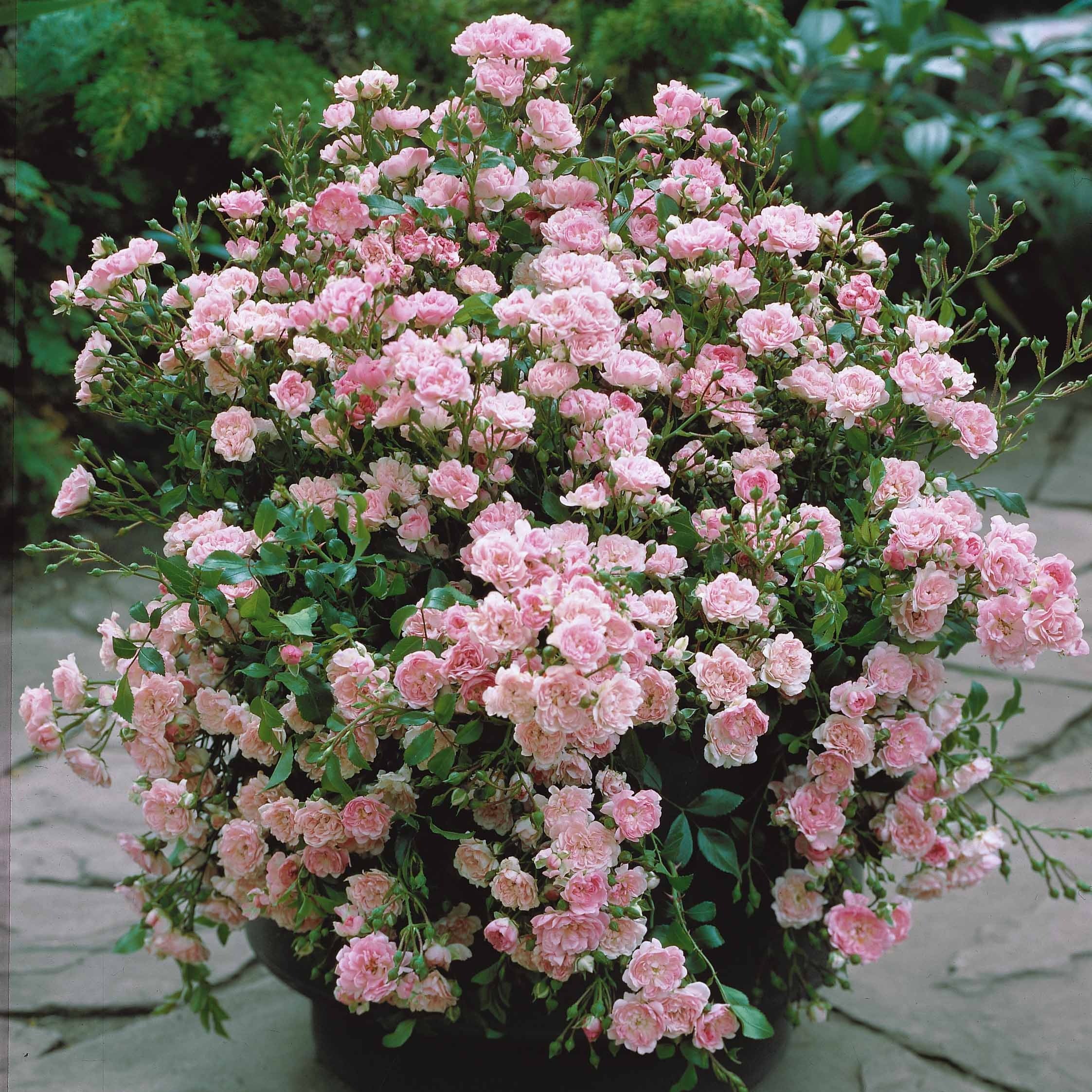 Bakker Rosiers The Fairy rosier à massif pot 3L rose