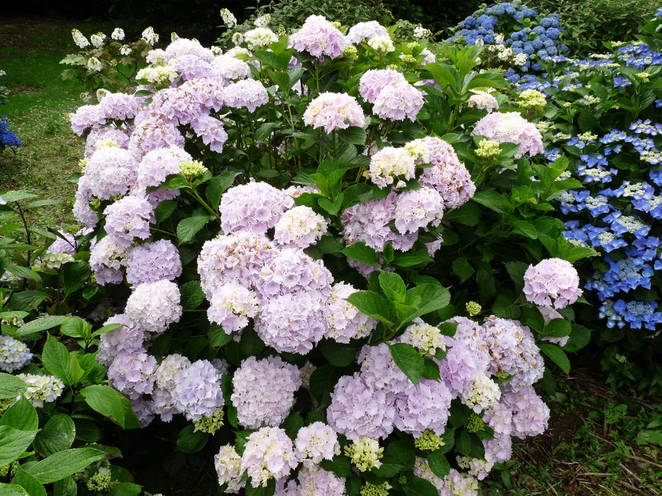 Les Hortensias du Haut Bois Albrechts Burg hortensia boule rose