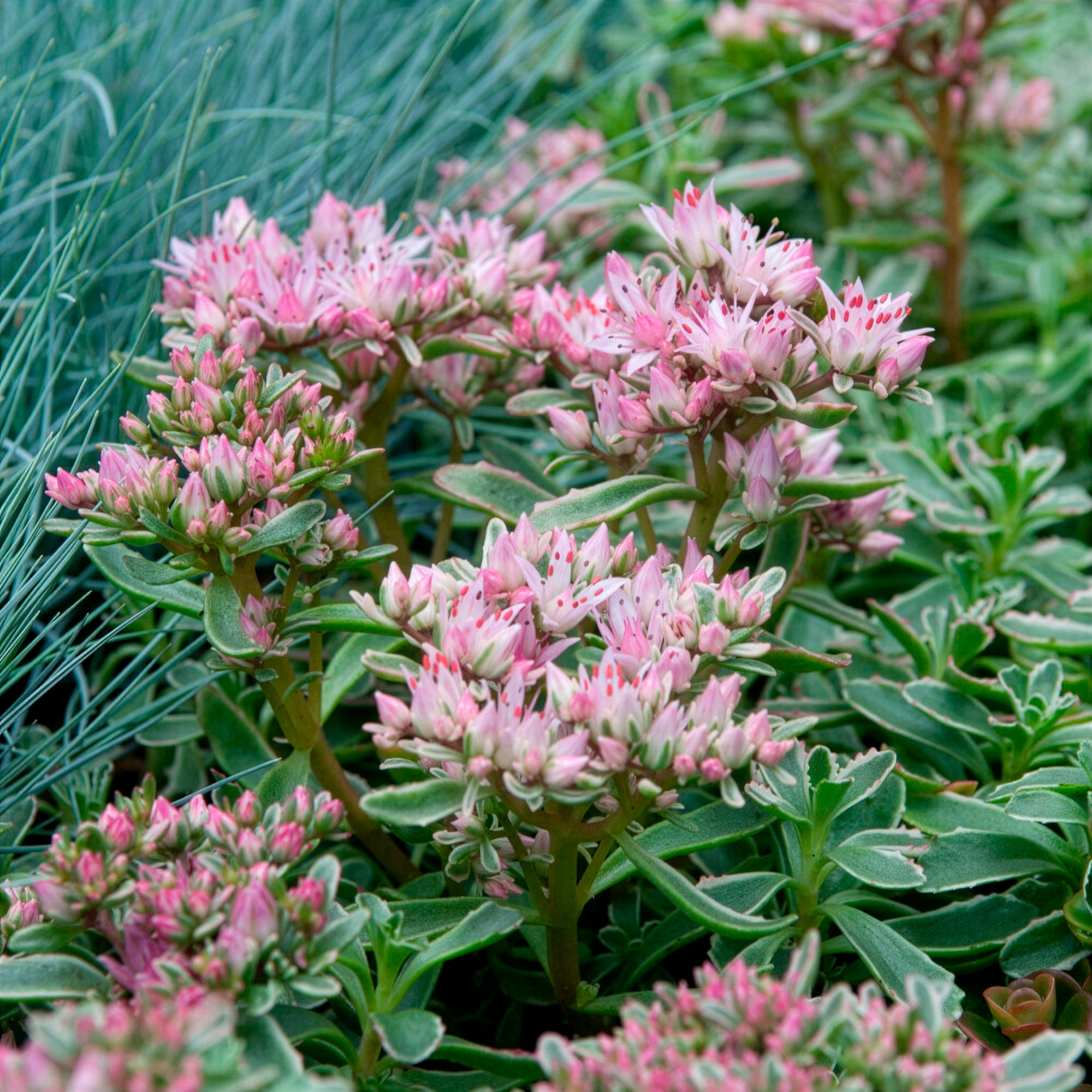 Bakker Sedum spurium panaché vivace pot 9cm couvre-sol