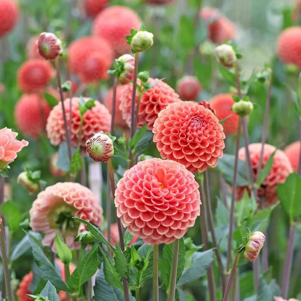 Bakker Bulbes Dahlia Cornel Bronze boule sachet 1 bulbe