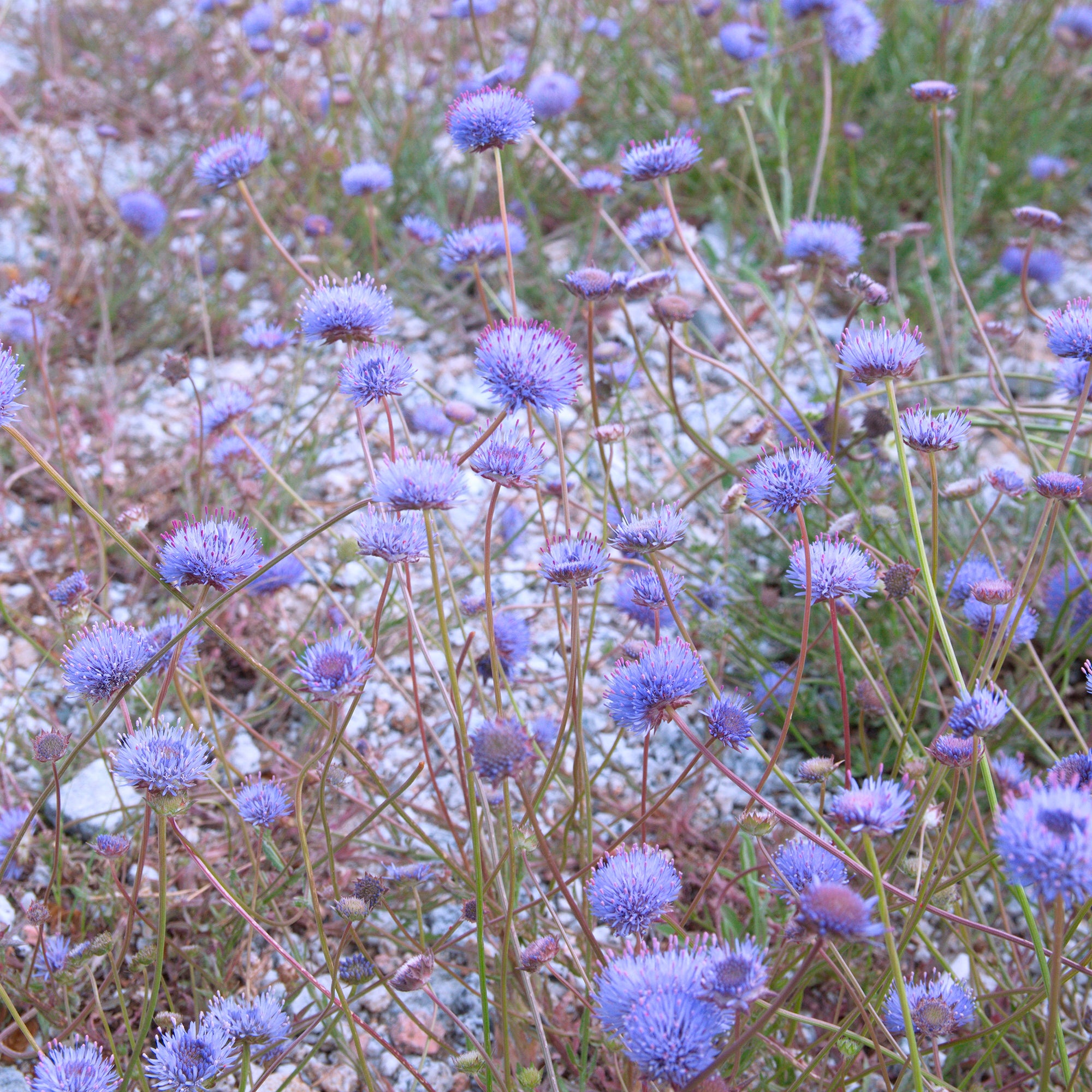 Bakker Jasione Blaulicht vivace pot 9cm bleue