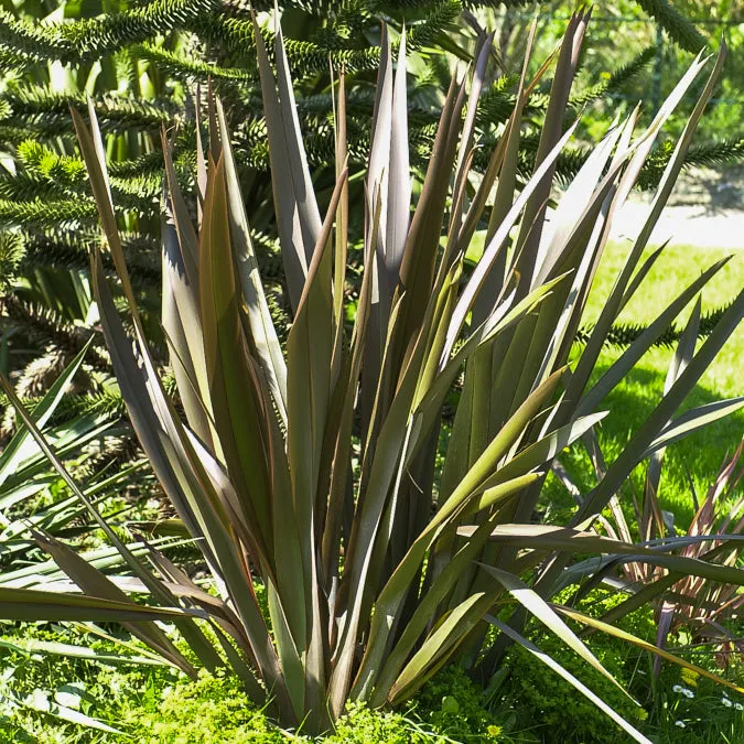 Bakker Phormium Bronze Baby lin pot 8cm feuillage bronze