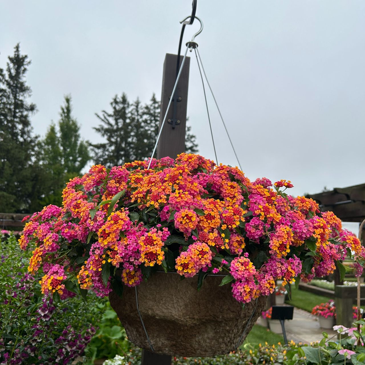 Bakker Lantana Passionfruit fleur terrasse 3 pots multicolore