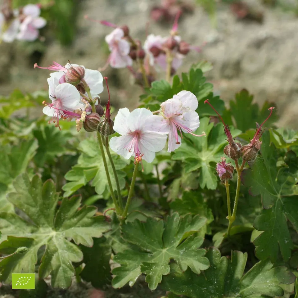 Bakker Géranium Biokovo couvre-sol vivace pot Ø 9cm