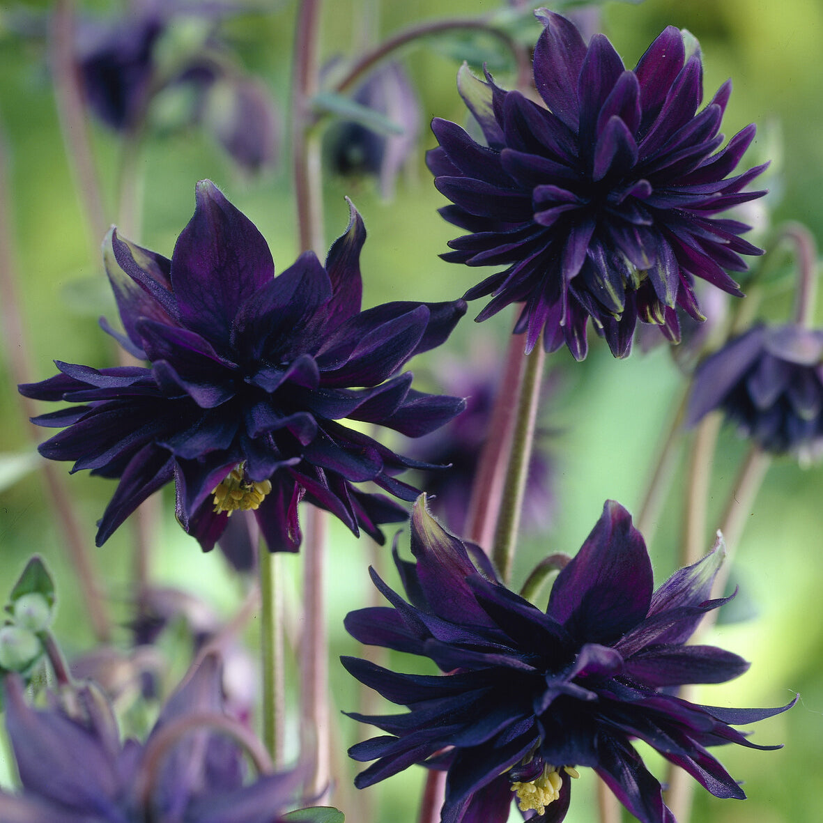 Bakker Ancolie Black Barlow plante vivace pot 9cm violet